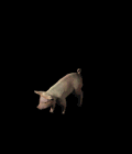 3800_16050907.GIF