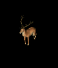 6883_16051877.GIF