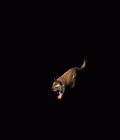 5255_16050965.GIF