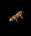 8108_16050973.GIF