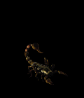 3510_16050984.GIF